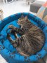 1718 Lince (4)